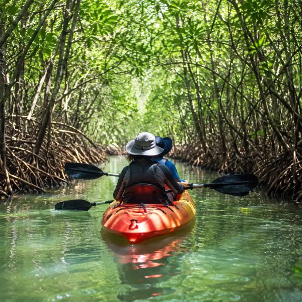 Mangrove Kayak, half day