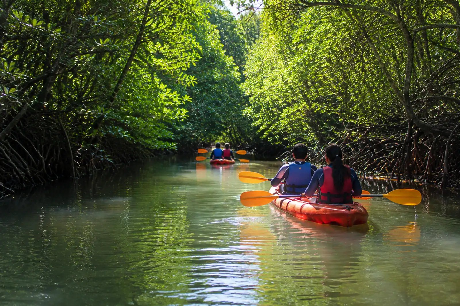 Mangrove kayak
