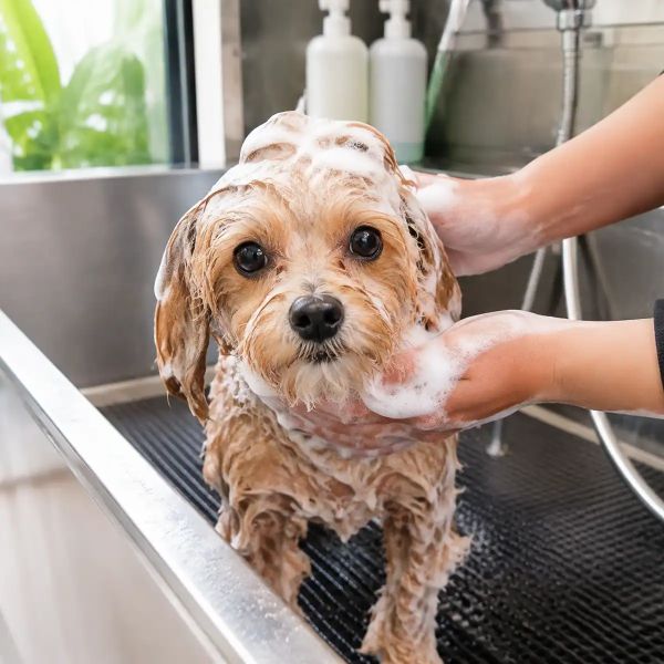 Bath & Tidy, Dog
