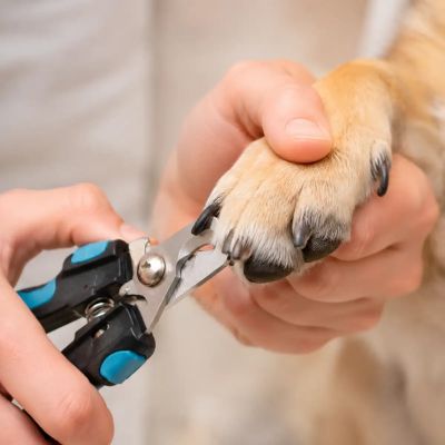 Nail Trim & Ear Clean