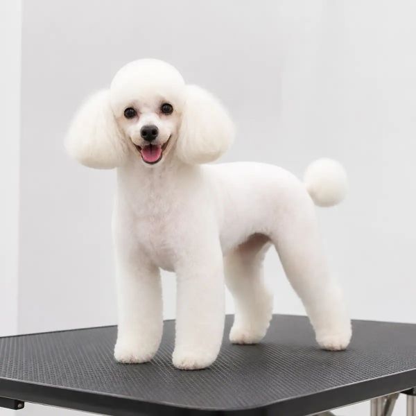 Full Groom, Dog