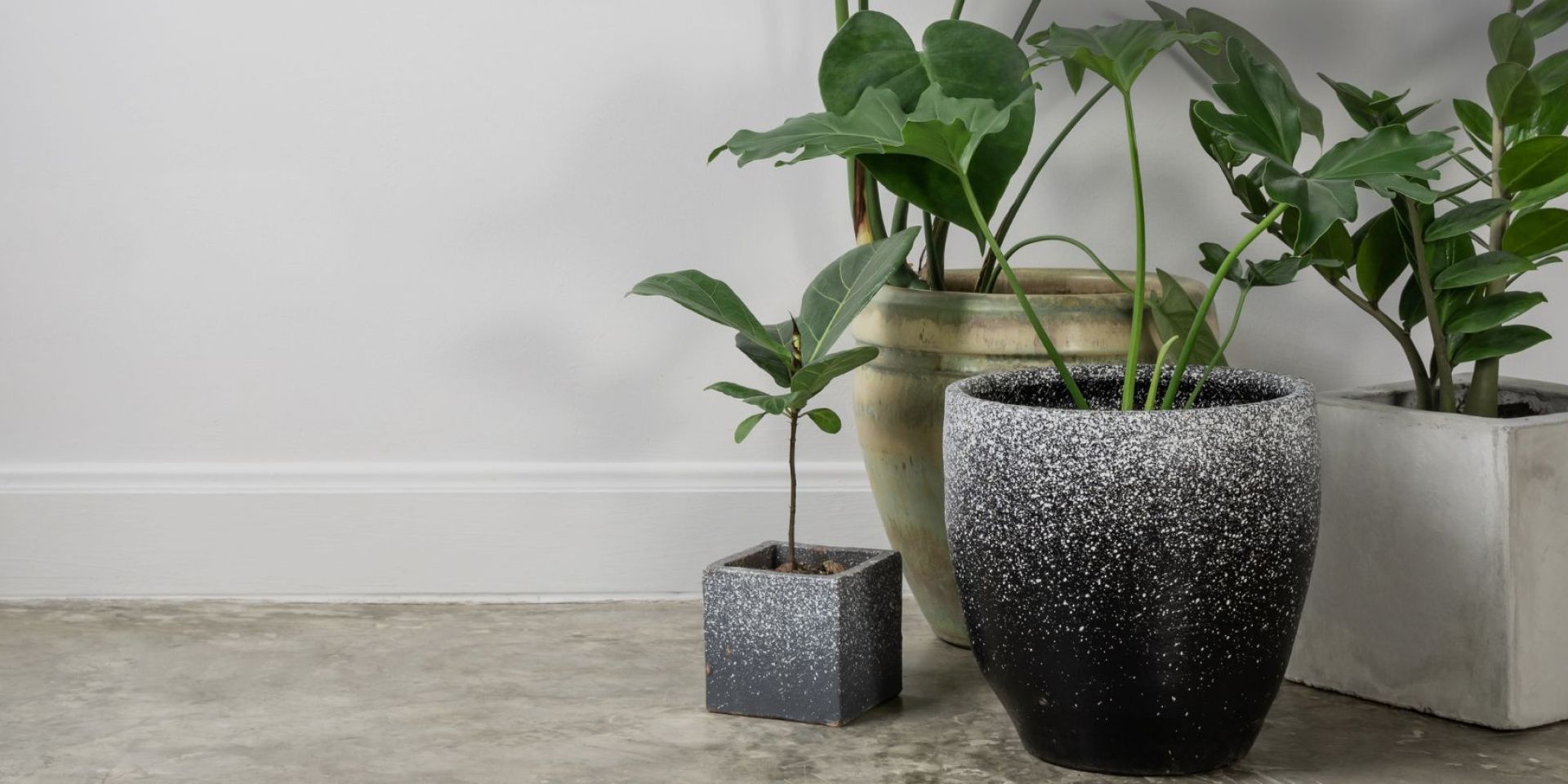 Plant Joy at Home