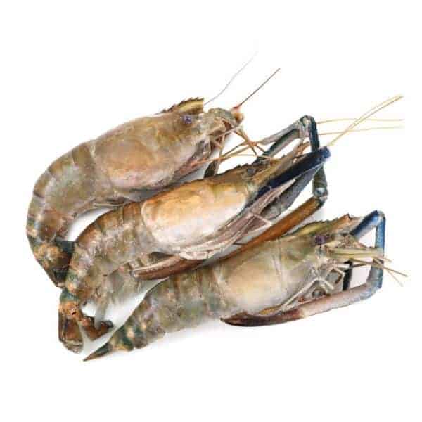 Gaint River Prawn 大头虾 U15