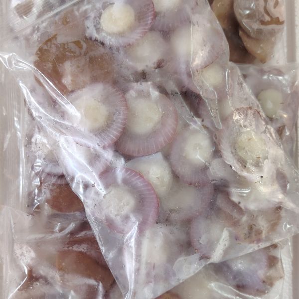 Pink Scallop 粉红半壳扇贝