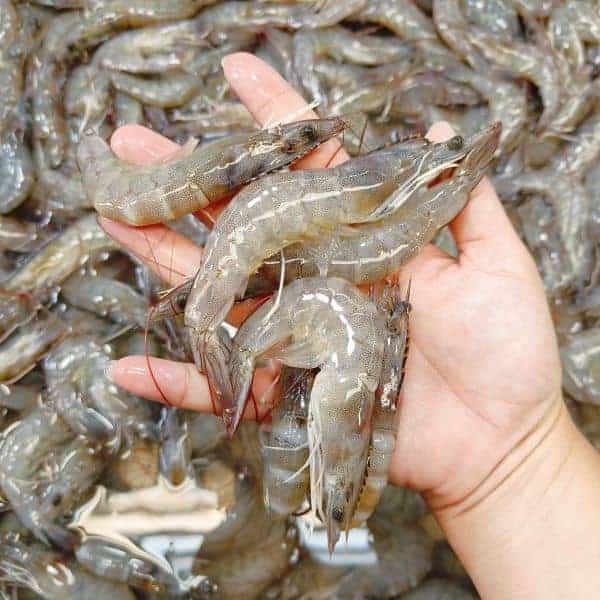 VANNAMEI PRAWN 白虾