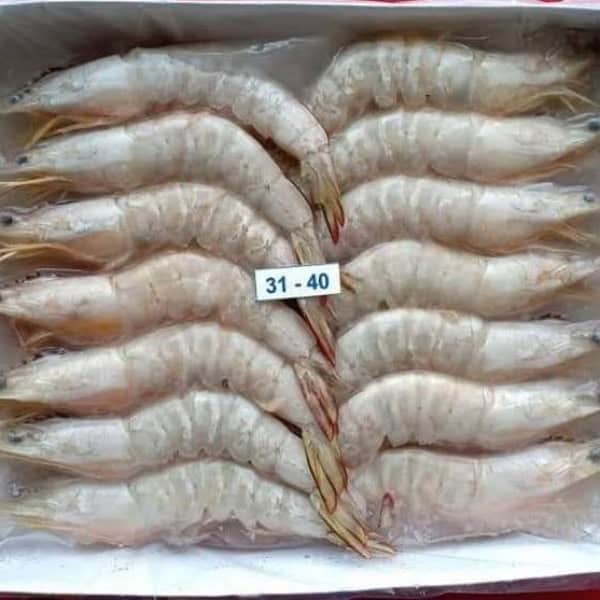 野生明虾 Sea Prawn  31/40