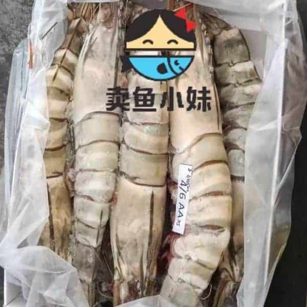 Wild Gaint Tiger Prawn 野生大虎虾
