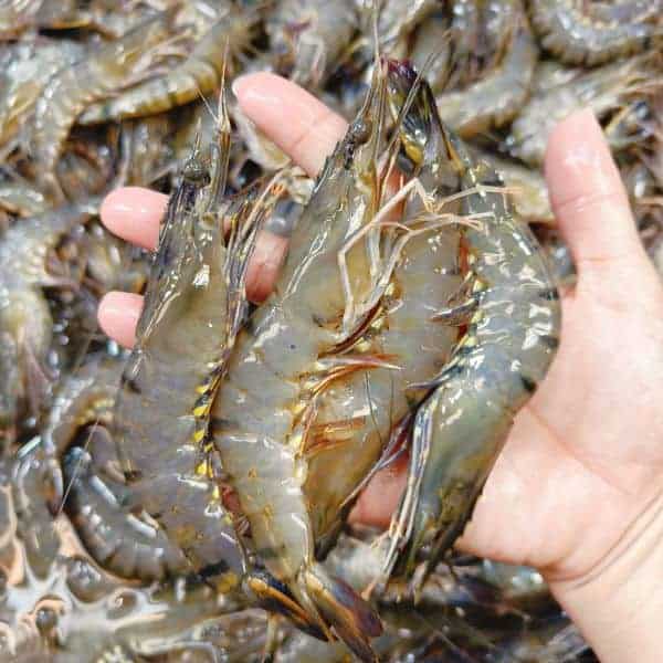 Tiger Prawn 虎虾