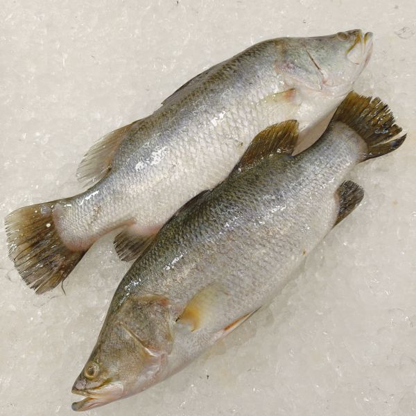 Barramundi 金目鲈