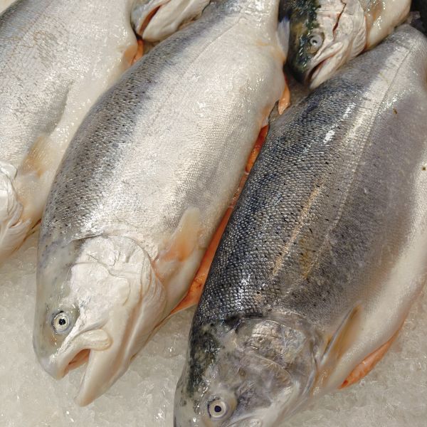 NORWEGIAN SALMON