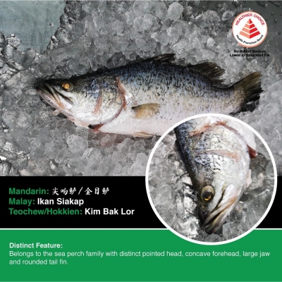Omega 3 barramundi RM57.90/kg