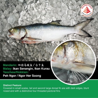 Four finger threadfin RM89.90/kg