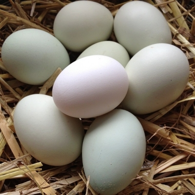 KAMPUNG EGG