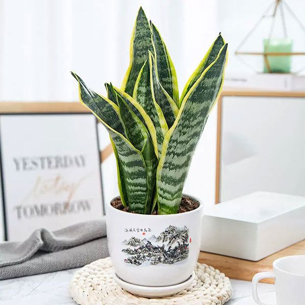 Golden Dawn Sansevieria