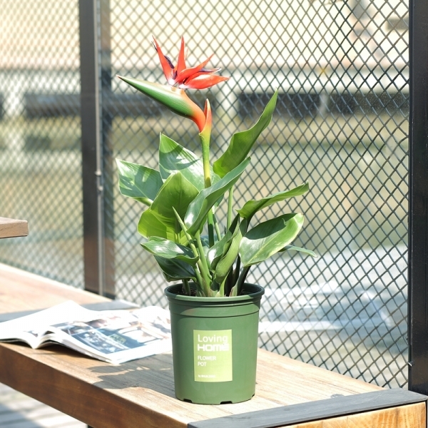 Bird of Paradise (Strelitzia reginae)
