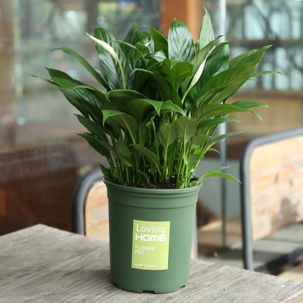 Peace Lily (White Sails)