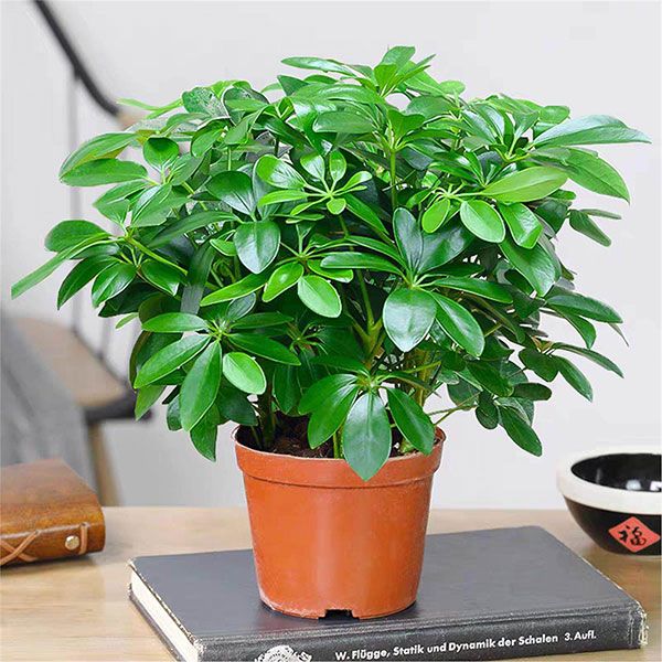 Jade Fortune Tree (Schefflera arboricola)