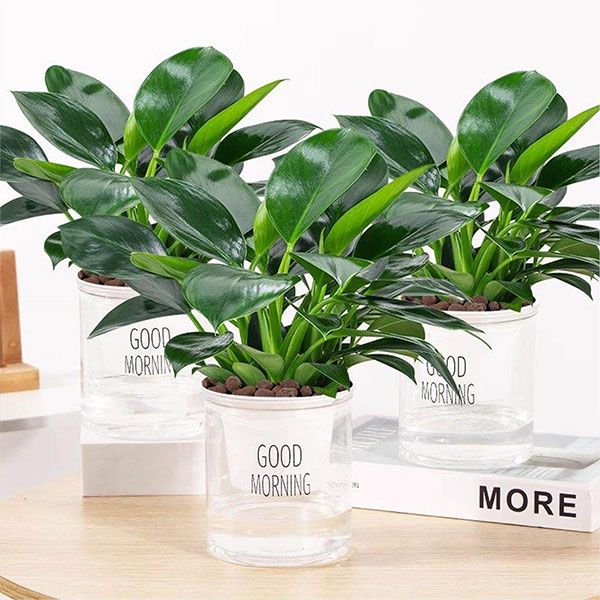 Golden Imperial Philodendron