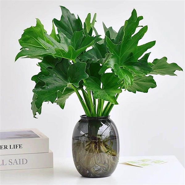 Amazon Queen Philodendron