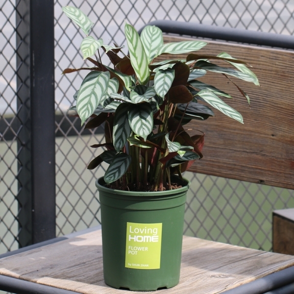 Feather Calathea (Goeppertia insignis)
