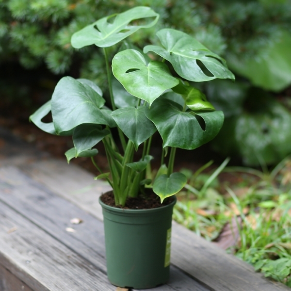 Monstera Deliciosa (Swiss Cheese Plant)